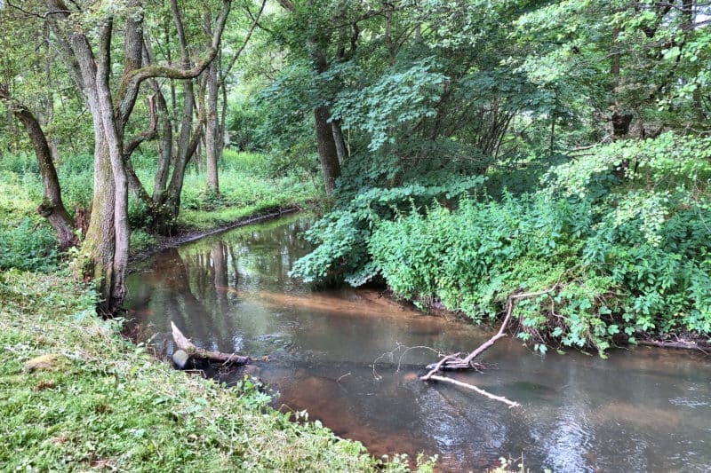 ogród1