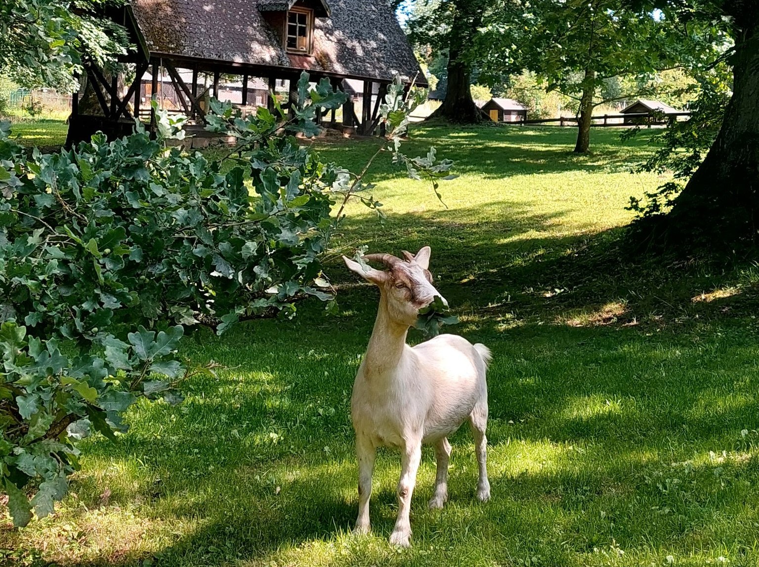 mini-zoo-1
